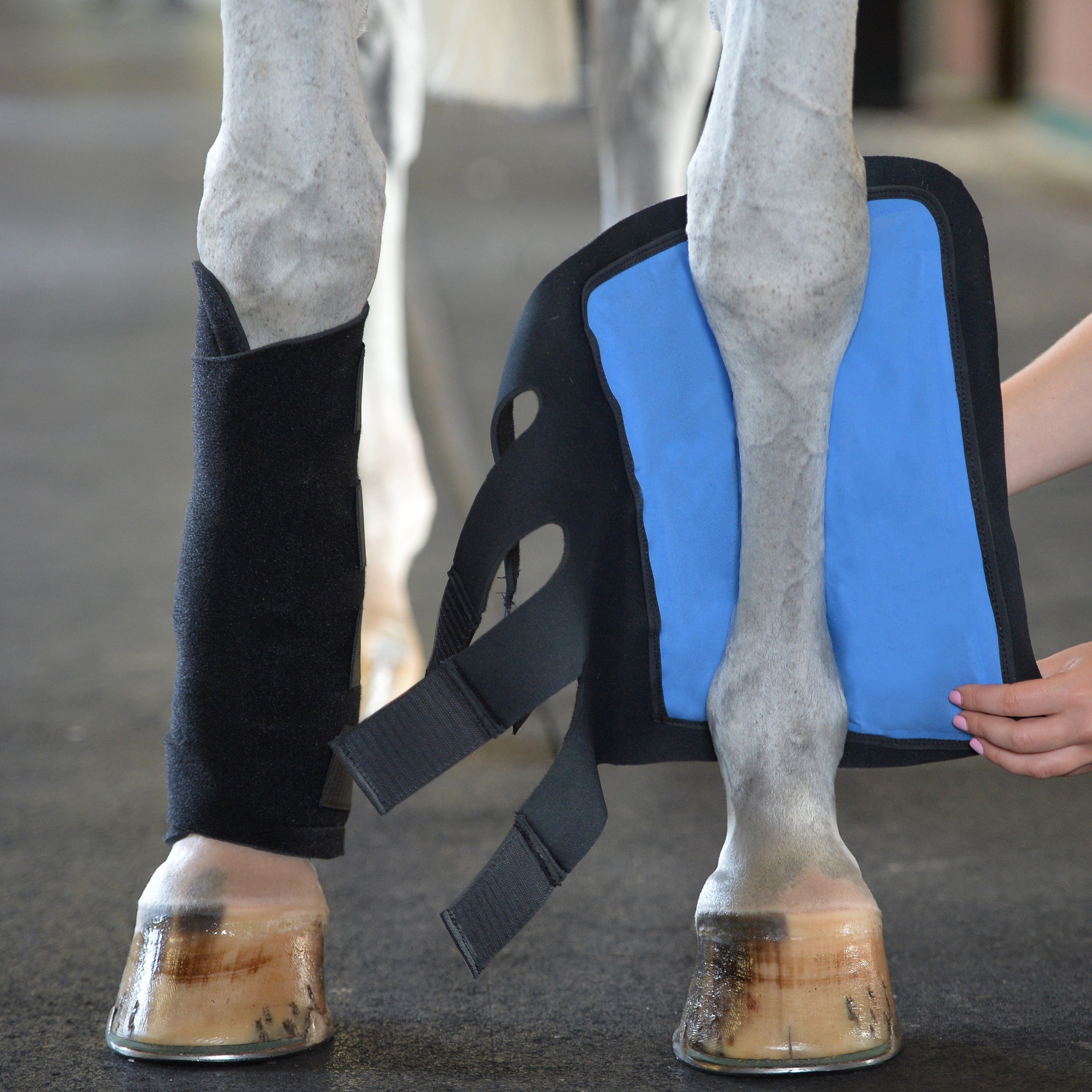 EQUIFIT ESSENTIAL COLD THERAPY TENDON BOOT | 66800 |