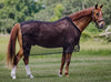 Scrim Sheet | 465325 | Centaur