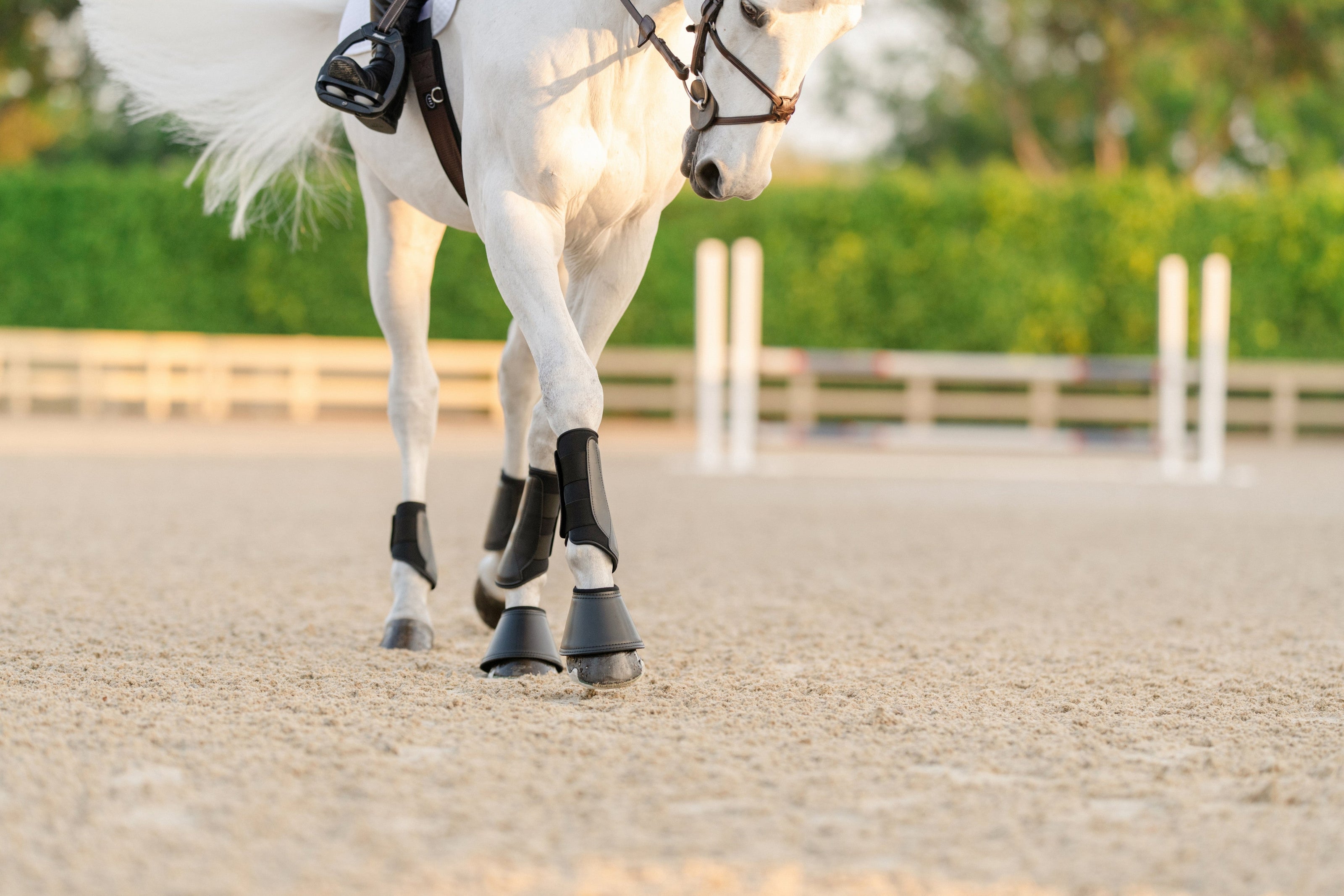 EQUIFIT ESSENTIAL EVERYDAY BOOT HIND | 11278 | Black |