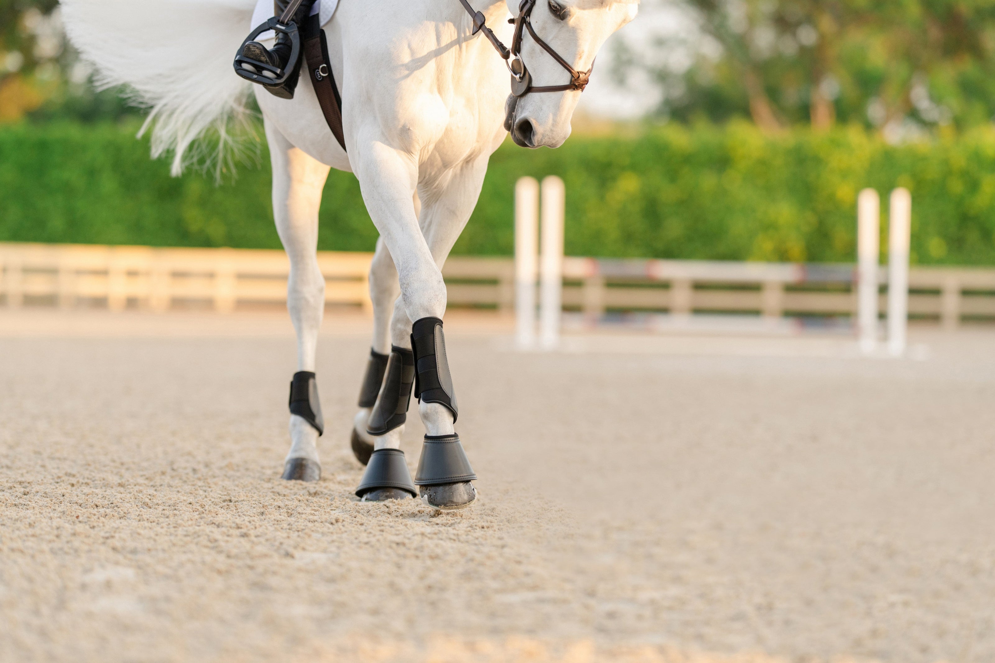 EQUIFIT ESSENTIAL EVERYDAY BOOT HIND | 11278 | Black |